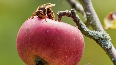 Eine Hornisse beisst einen roten Apfel an. | Bild: stock.adobe.com/Michael Fritzen