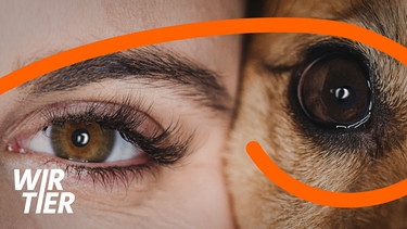 Cover zum Podcast WirTier. Im Podcast WirTier tauchen die Hosts Victoria Marciniak und Julius Bretzel ein in die Welt der Tiere: Sie erzählen bewegende Geschichten von Menschen, die ihr Leben durch diesen einen Moment mit einem Tier komplett verändert haben. Ab dem 13. Mai jeden Dienstag im Feed von Radiowissen in der ARD Audiothek. | Bild: stock.adobe.com/Eva | Bearbeitung: BR