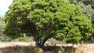 Korsika: Ein Riesen-Erdbeerbaum | Bild: BR/Georg Bayerle