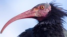 Waldrapp mit kahlem Kopf und sichelförmigen Schnabel. In Europa war der Ibisvogel fast ausgestorben. In aufwändigen europäischen Auswilderungsprojekten wird versucht, Waldrappe zu züchten und an das Leben in freier Wildbahn zu gewöhnen.  | Bild: wochit/Getty Images/Fireglo2
