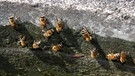 Bienen an Wasserstelle | Bild: Picture alliance/dpa