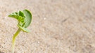 Kleine Pflanze in Sandwüste | Bild: colourbox.com