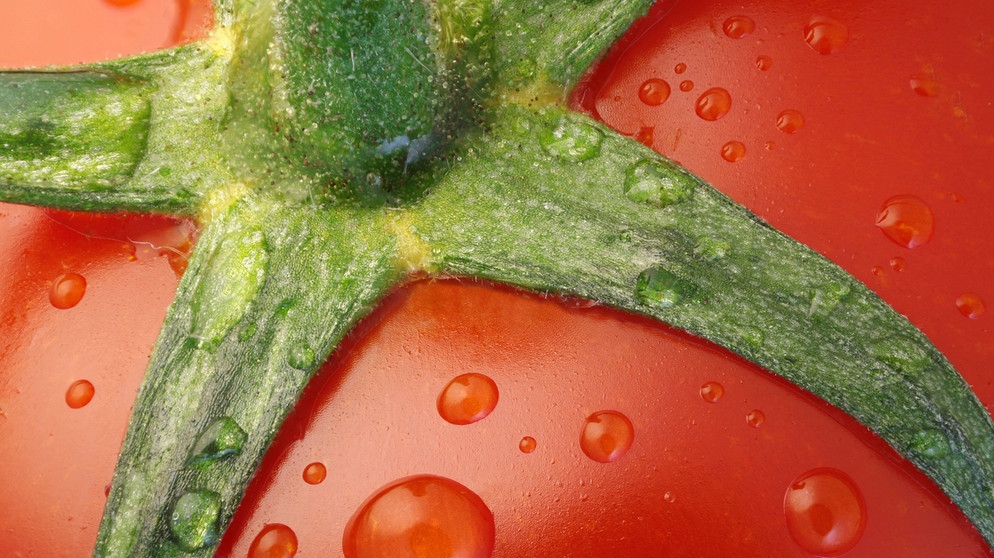 Detail einer reifen Tomate, Ansatzstelle des Stils; auch Tomaten werden teils importiert und fließen damit mit in den Wasserfußabdruck Deutschlands ein. | Bild: picture alliance / blickwinkel/M. Lenke | M. Lenke Detail einer reifen Tomate, Ansatzstelle des Stils; auch Tomaten werden teils importiert und fließen damit mit in den Wasserfußabdruck Deutschlands ein. | Bild: picture alliance / blickwinkel/M. Lenke | M. Lenke